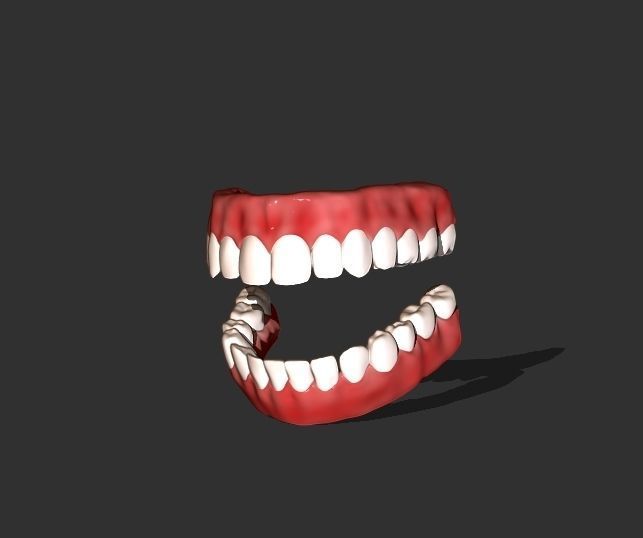 Teeth human Low-poly 3D model_0