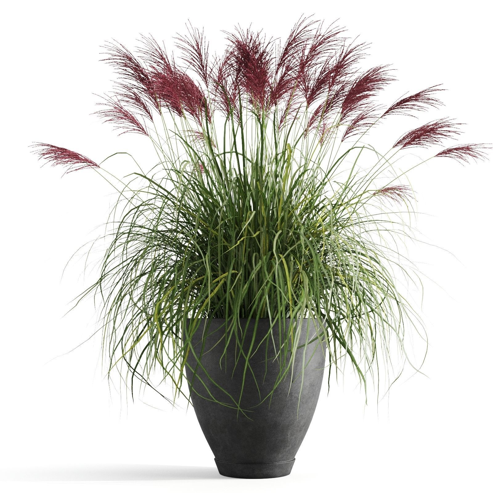 Decorative Cereals in Planters 3D model_4