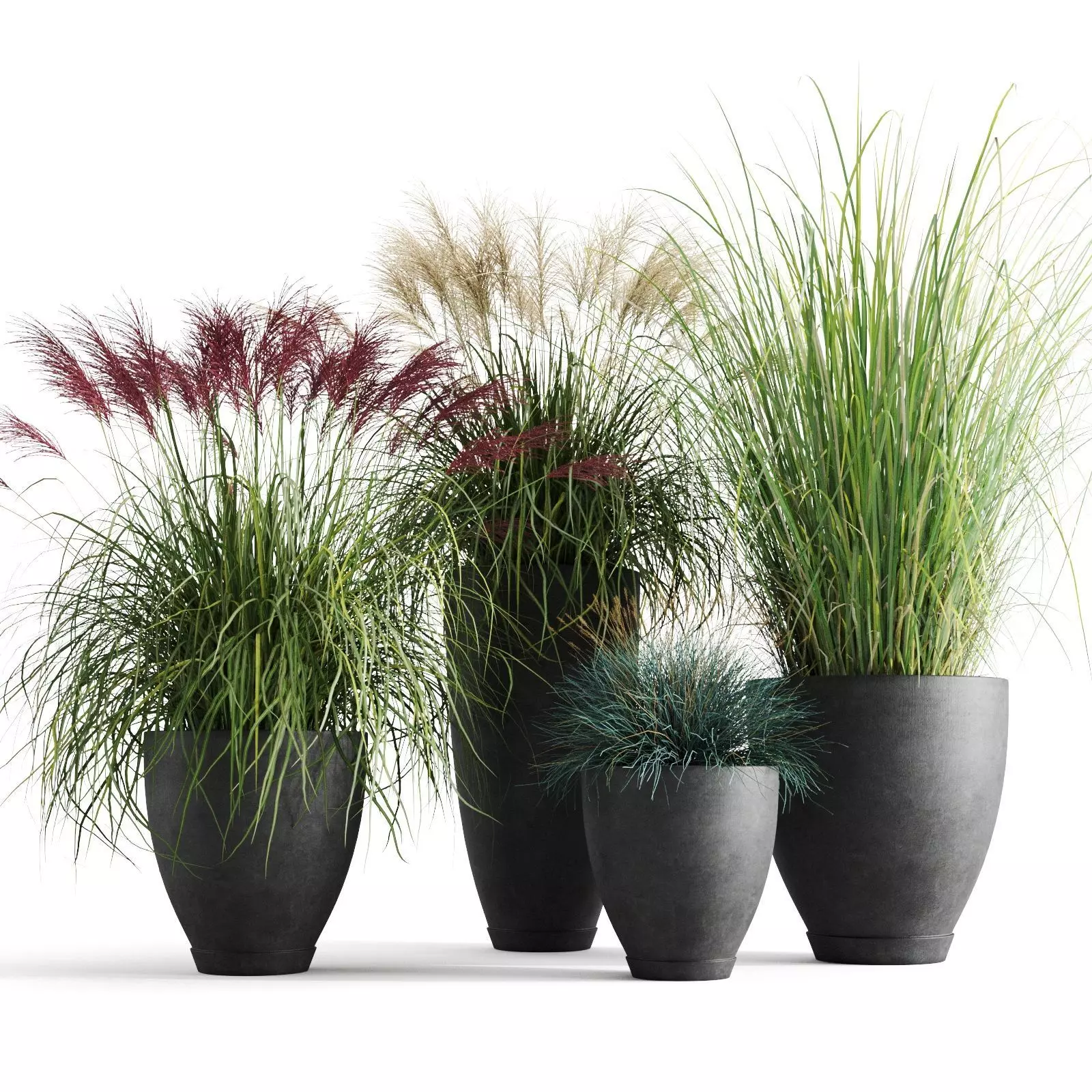 Decorative Cereals in Planters 3D model_0