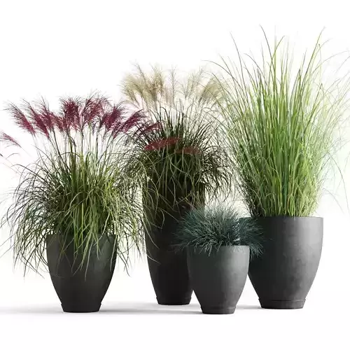 Decorative Cereals in Planters 3D model