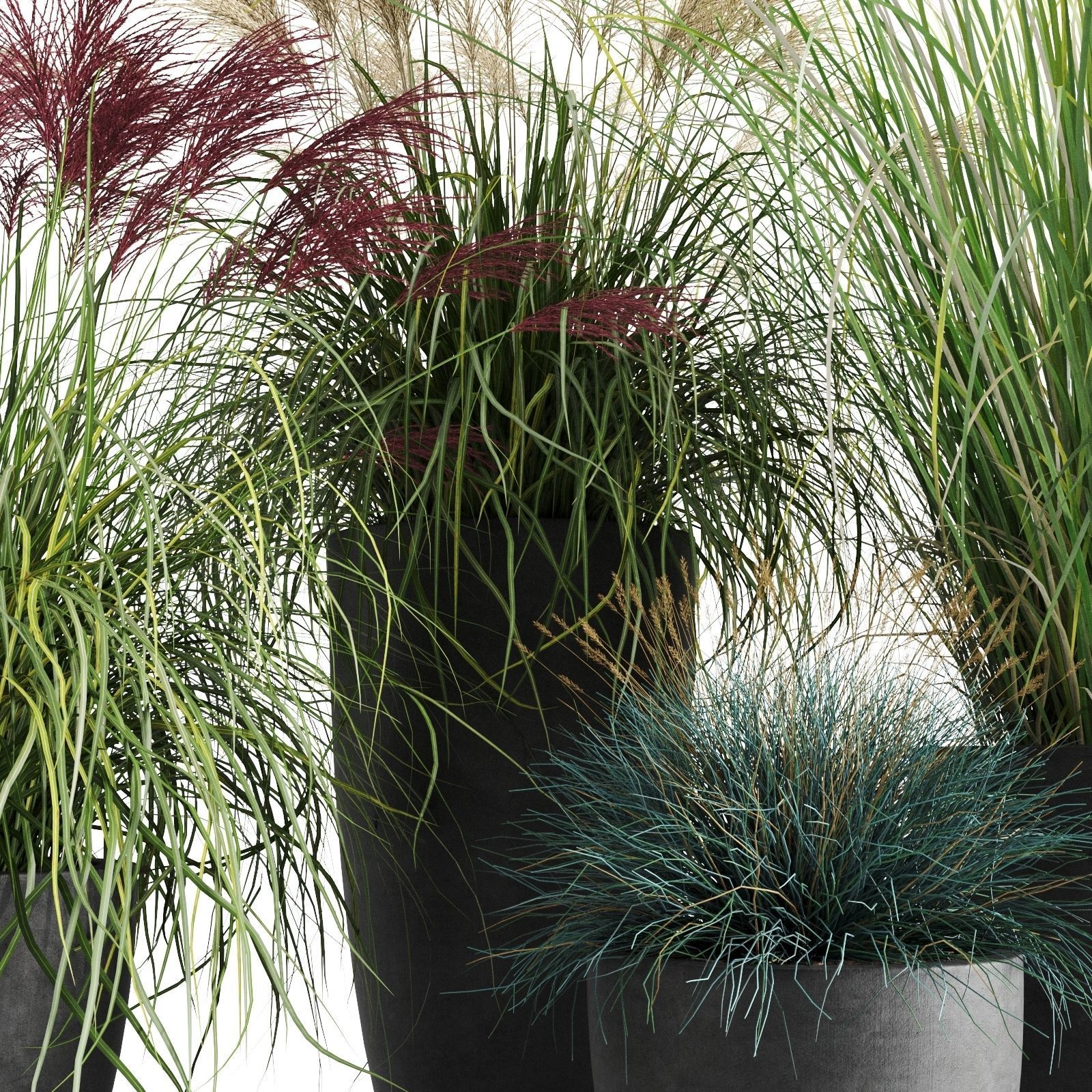 Decorative Cereals in Planters 3D model_2