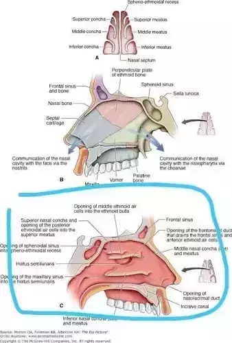 respiratory-system-diagram-nasal-cavity 3D print model