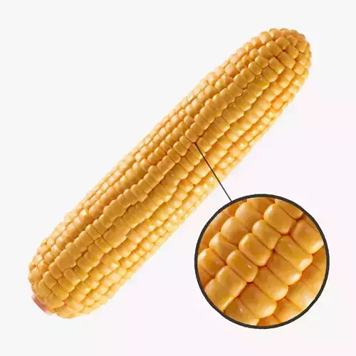 Photorealistic Corn 3D model