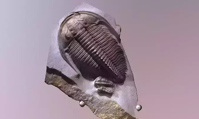 Trilobite fossil 3d scan photogrammetry 