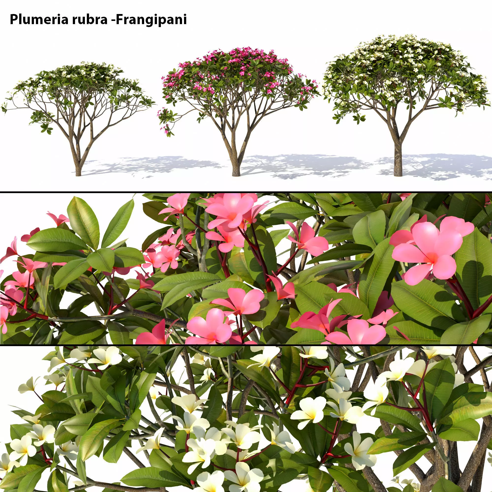 Plumeria rubra -Frangipani Tree 3D model