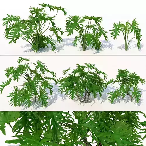 Philodendron tropical plants - tropical plants 3D model