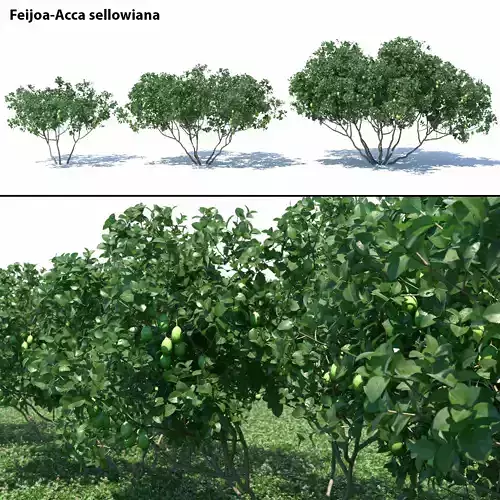 Feijoa - Acca sellowiana