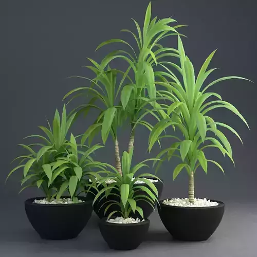 Dracaena fragrans