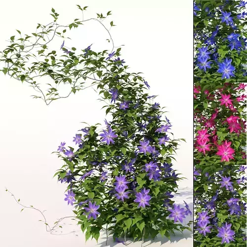 Clematis plant with flowers