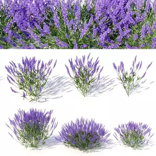 Lavandula lavender plants - lavender plants 3D model