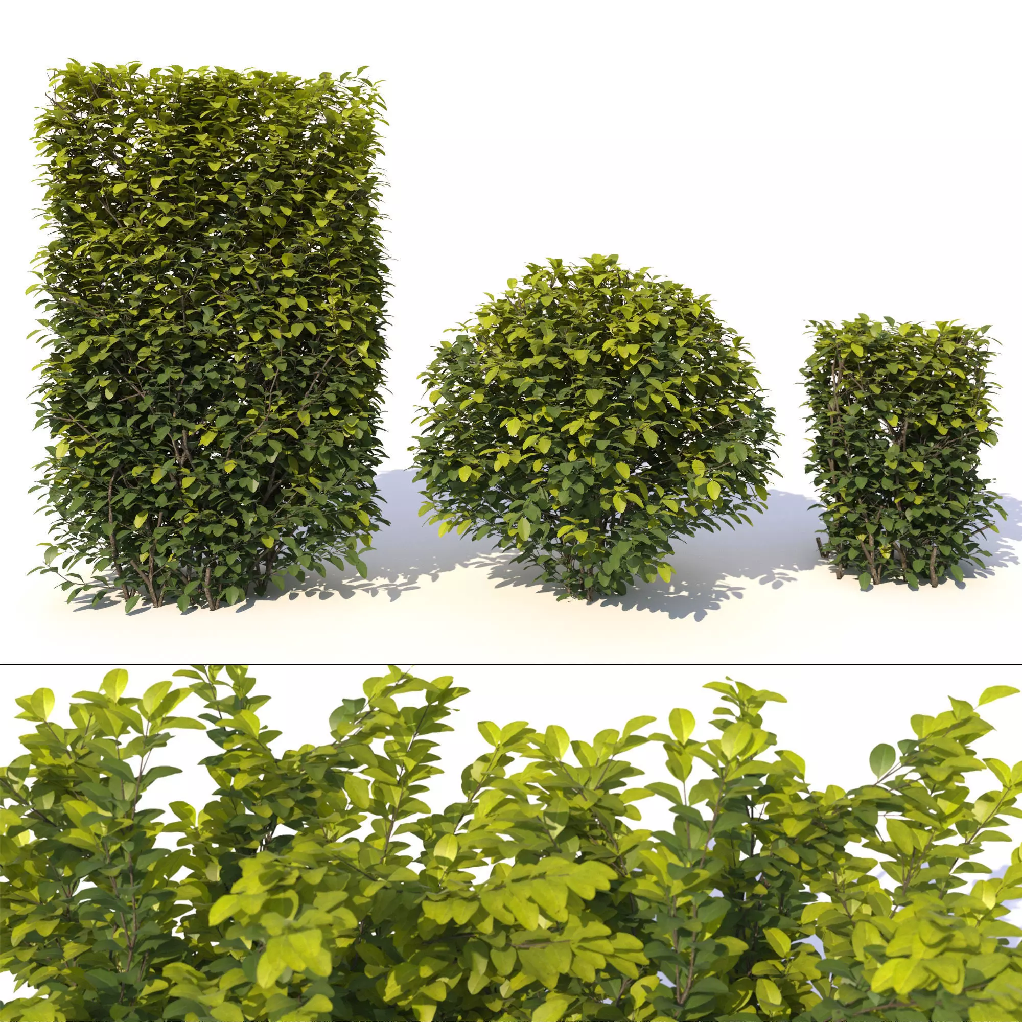 Laurus nobilis 3D model_0