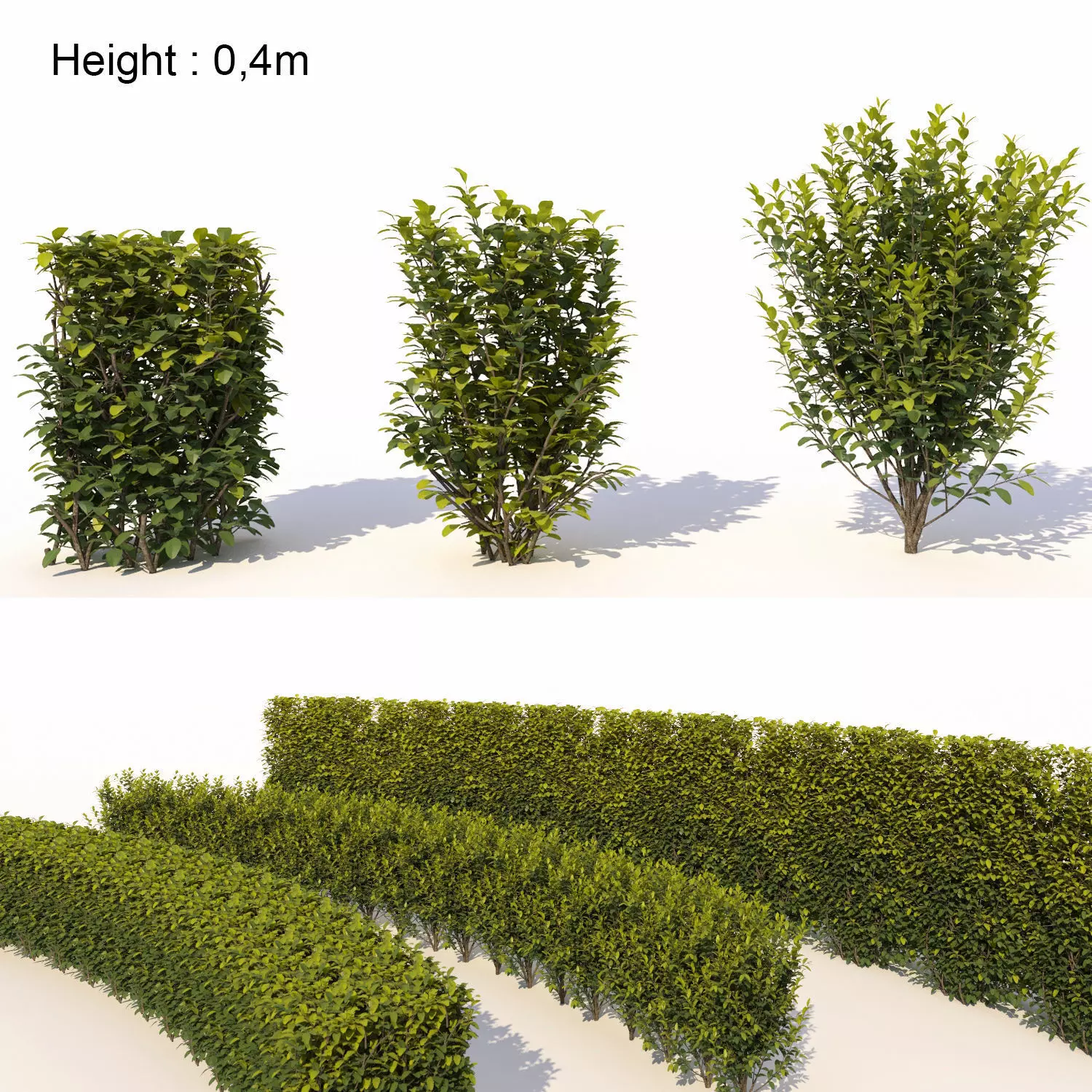 Laurus nobilis 03 3D model_0