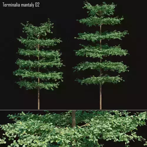 Terminalia mantaly 02