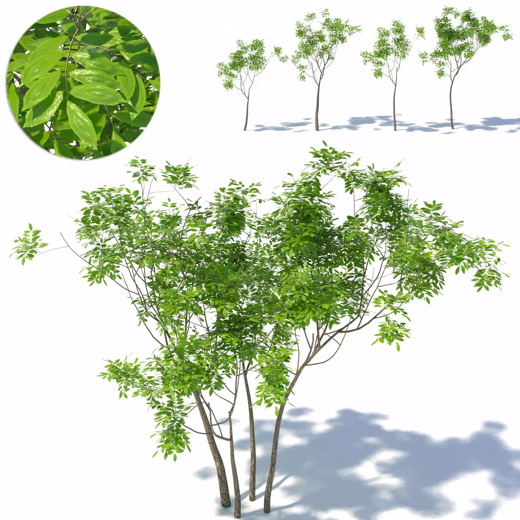 Small tree 01 3D model | CGTrader