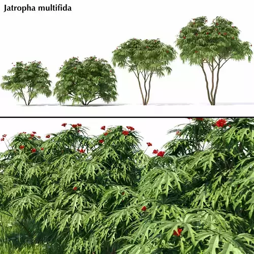 Jatropha multifida