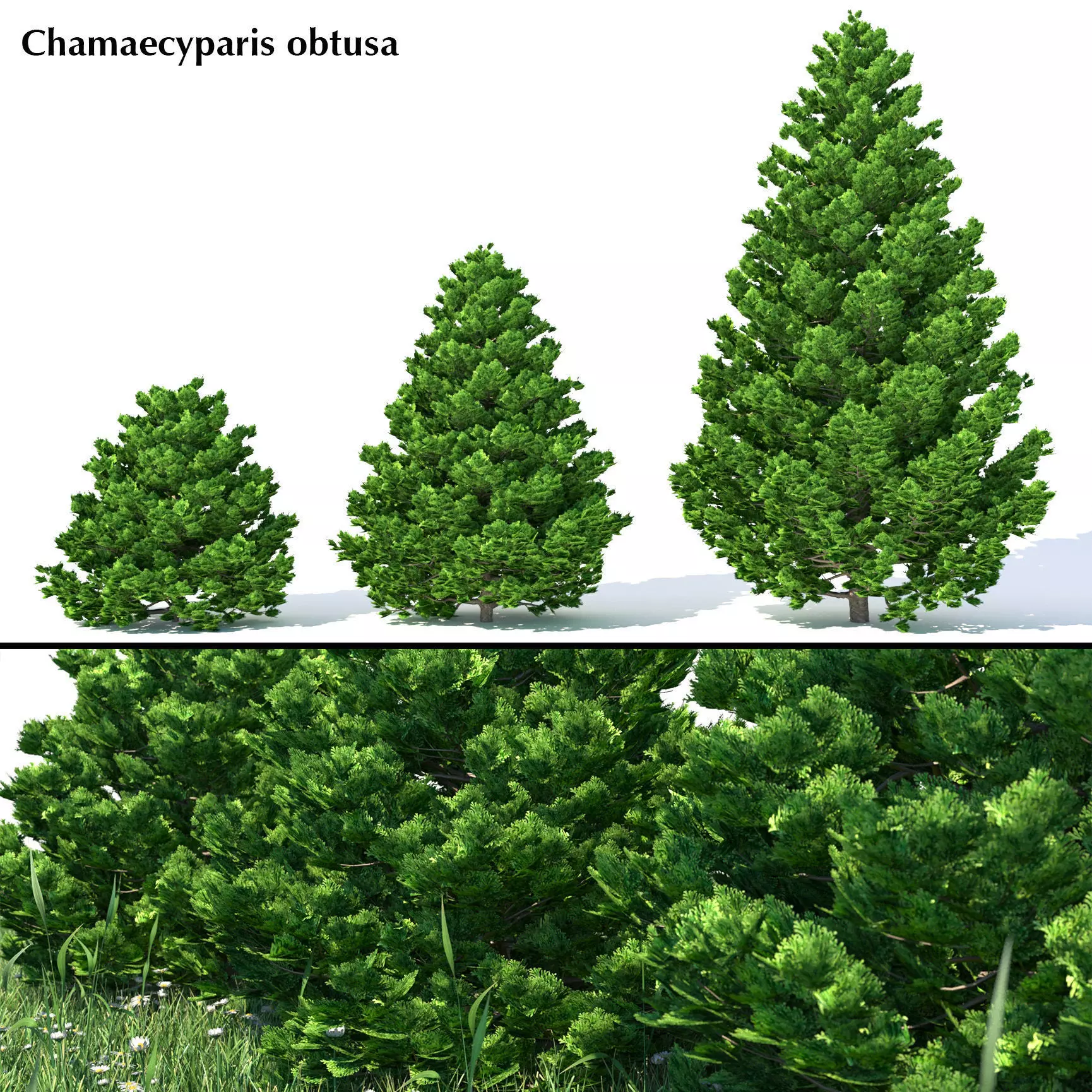 Chamaecyparis obtusa 3D model