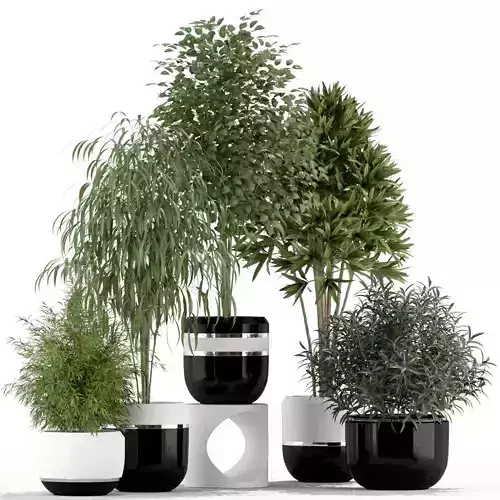 Plants collection 230