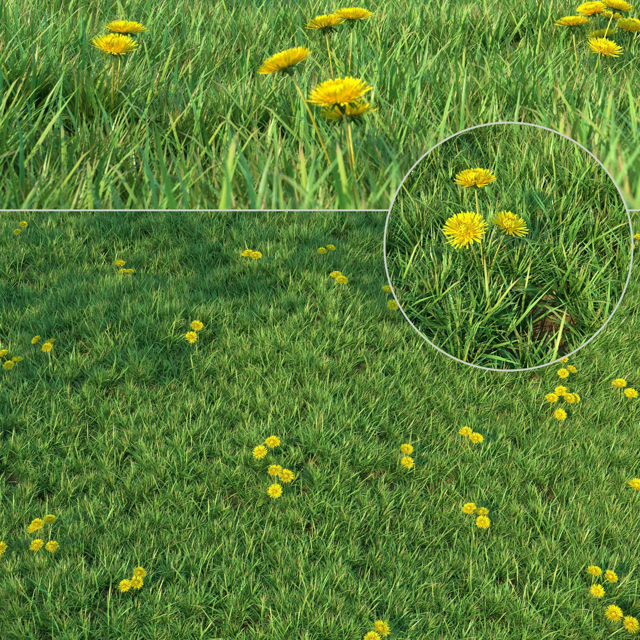Grass for landscaping 3D model
