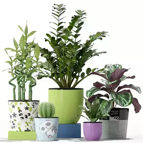 Plants collection 231