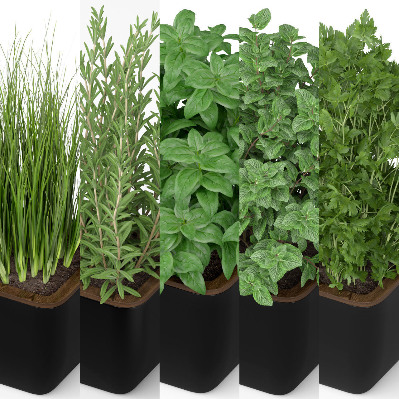 Plants collection 232 3D model_2