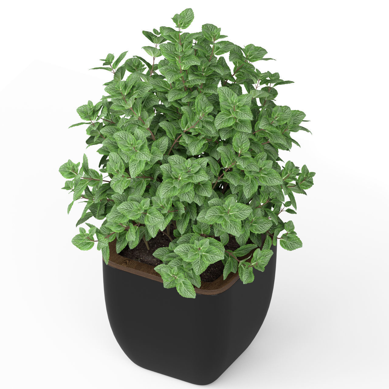 Plants collection 232 3D model_7