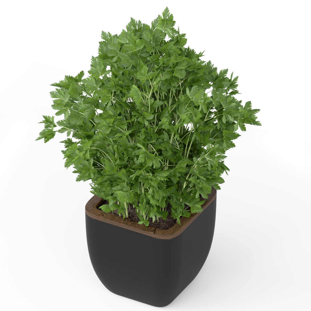 Plants collection 232 3D model_6