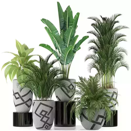 Plants collection 236