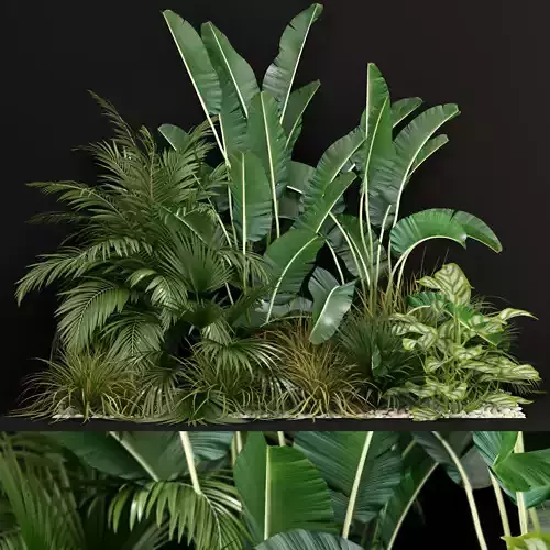 Plants collection 237 3D model