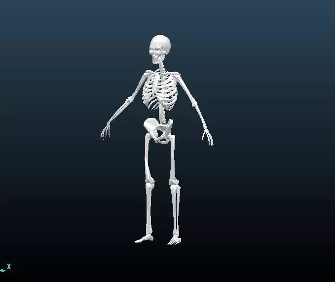 skelet human skeleton Free 3D model
