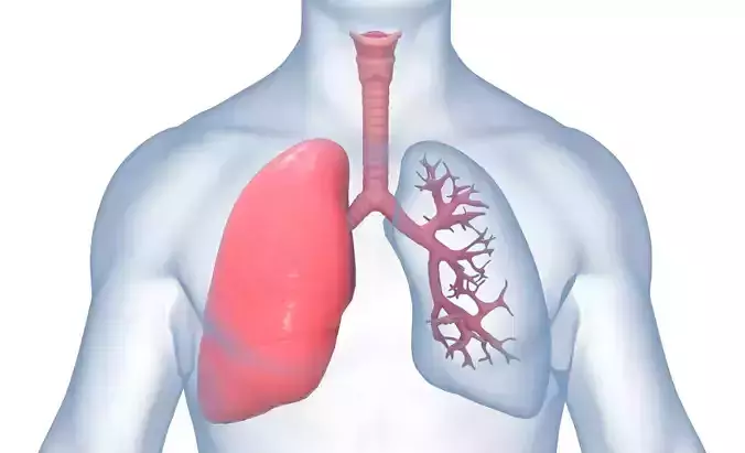 Respiratory System 3D model