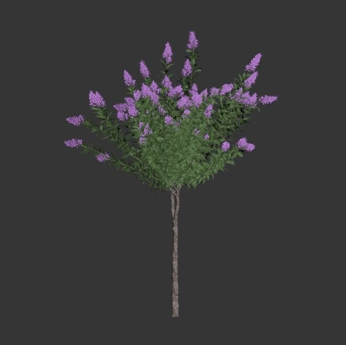 Lagerstroemia - Crepe Myrtles 3D model_4