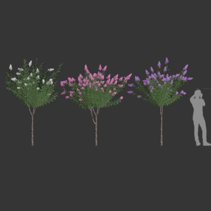 Lagerstroemia - Crepe Myrtles 3D model_1