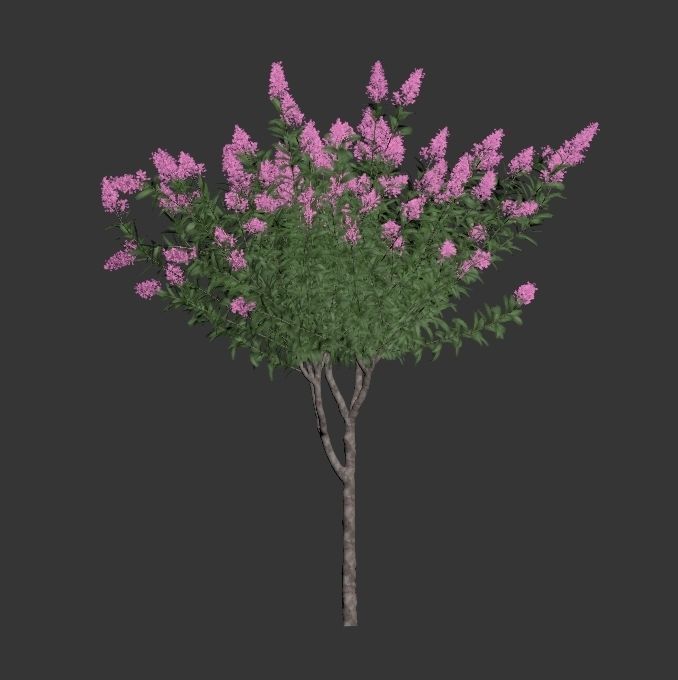 Lagerstroemia - Crepe Myrtles 3D model_3