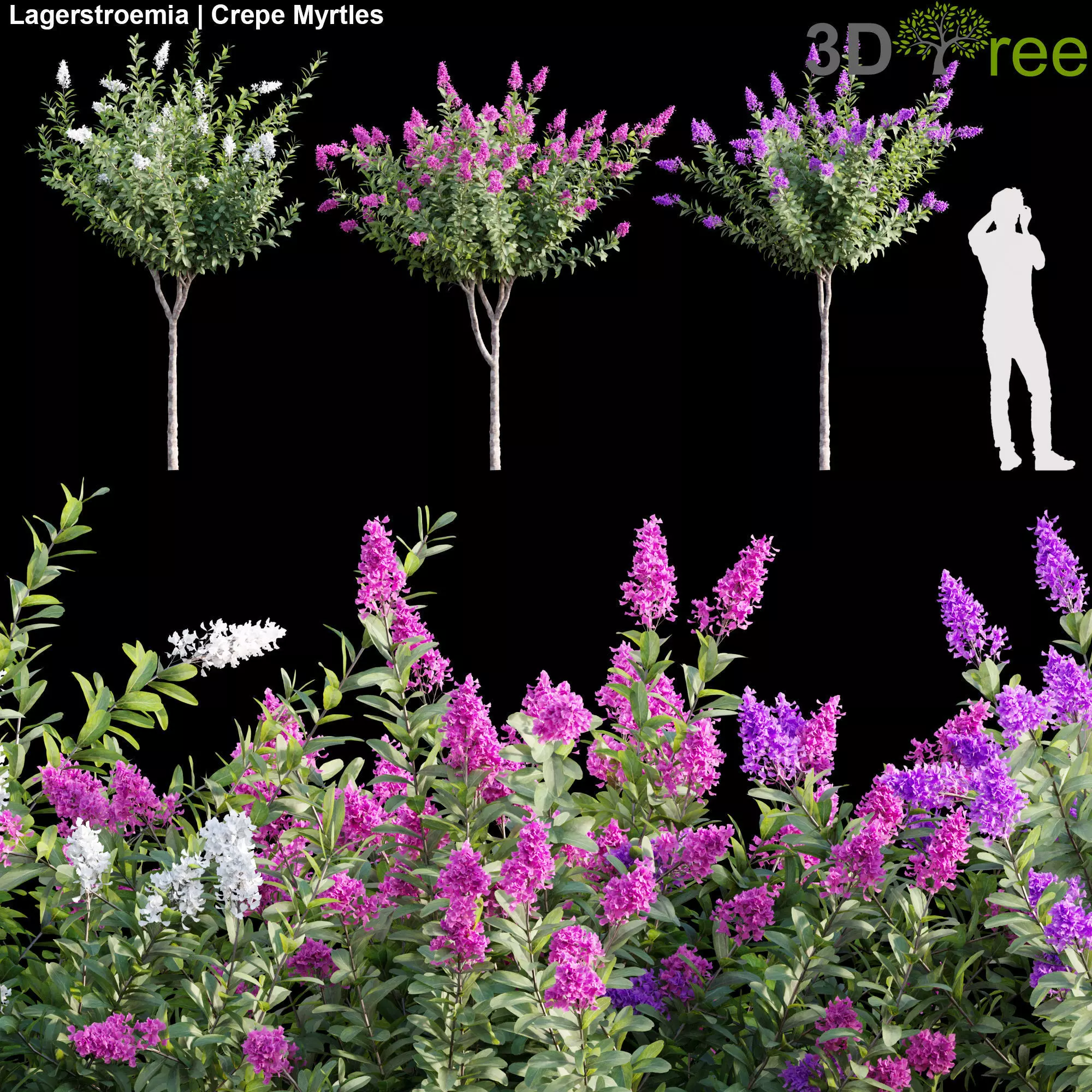 Lagerstroemia - Crepe Myrtles 3D model_0