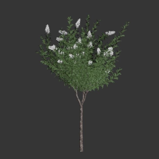 Lagerstroemia - Crepe Myrtles 3D model_2