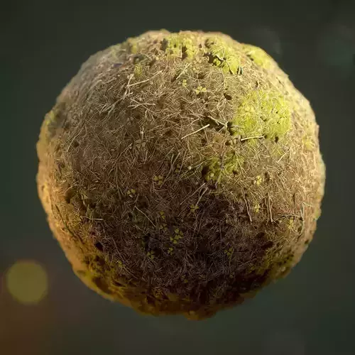 Forest Ground Texture 3D model