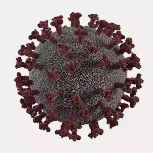 Coronavirus 3D model