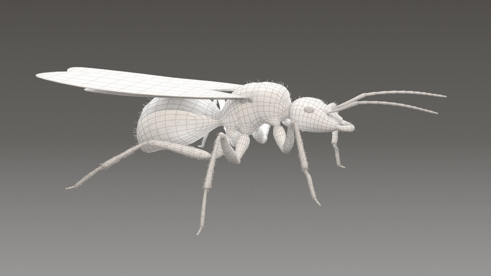 Flying Ant Rigged 3D model_4