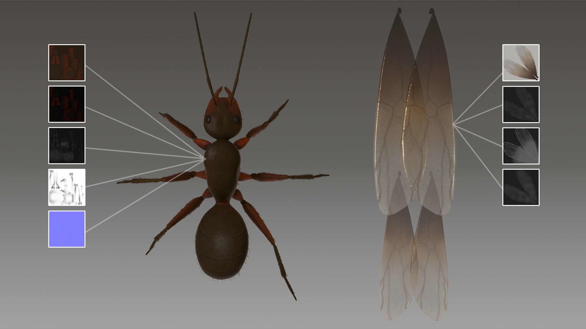 Flying Ant Rigged 3D model_3