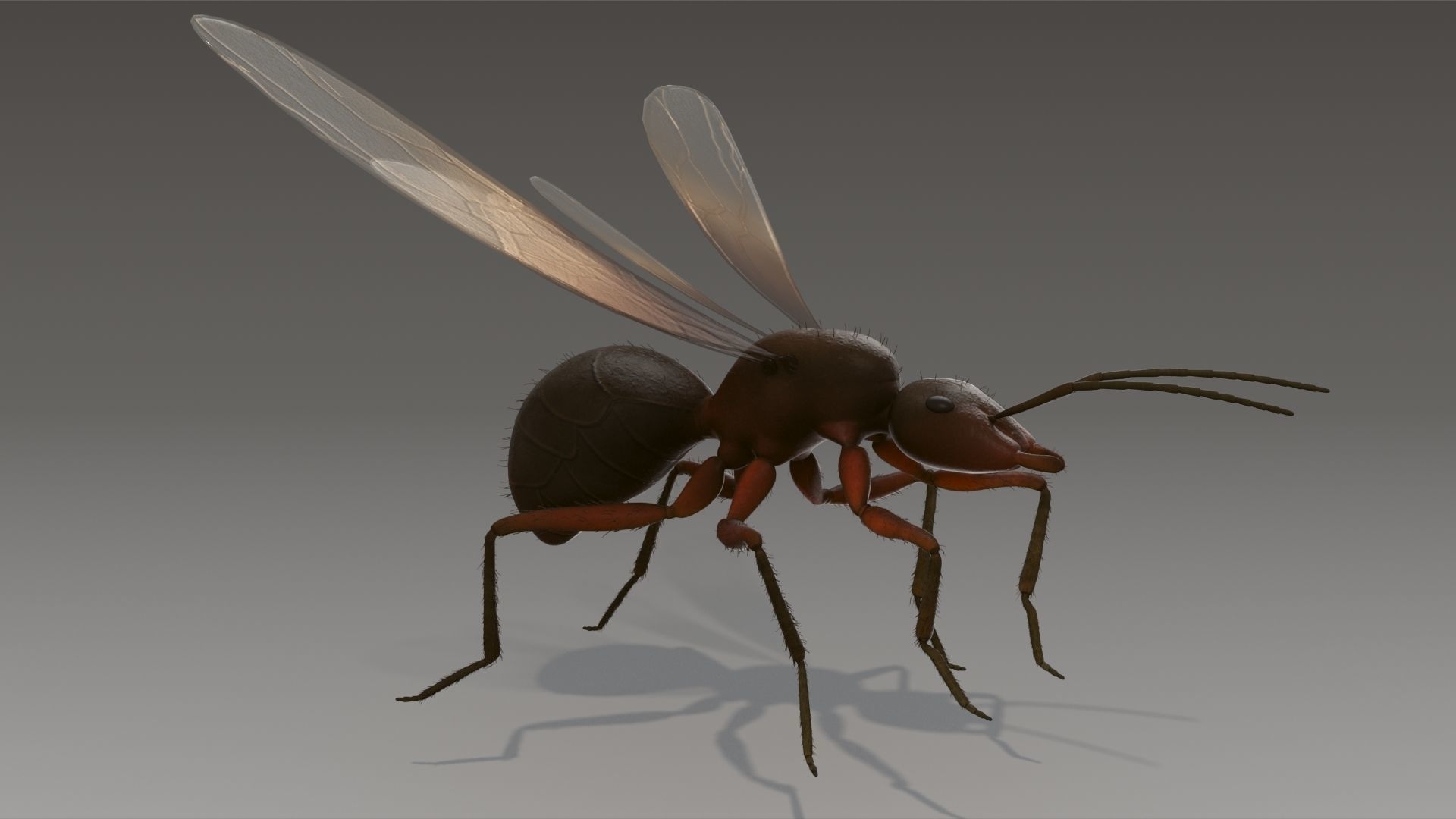 Flying Ant Rigged 3D model_2