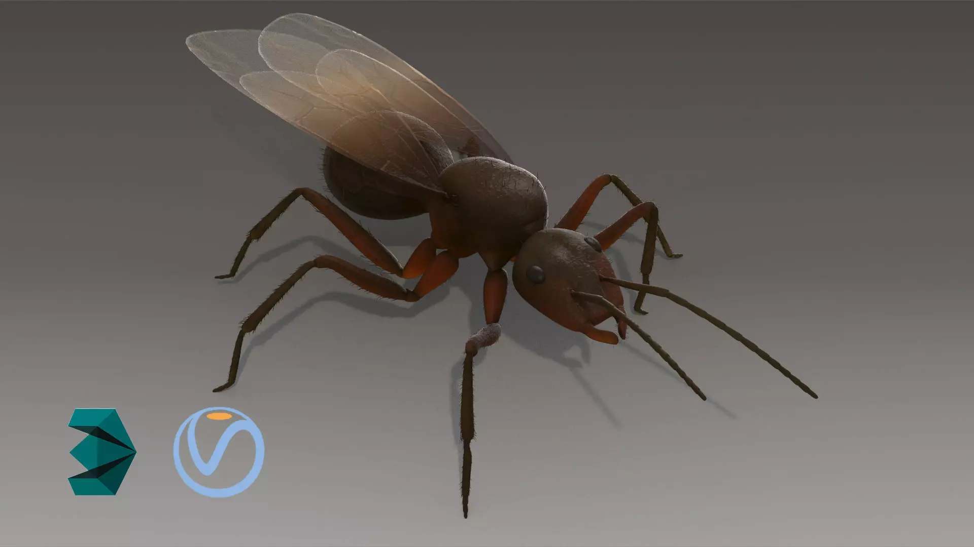 Flying Ant Rigged 3D model_0