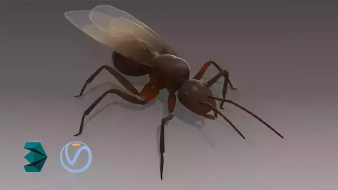 Flying Ant Rigged