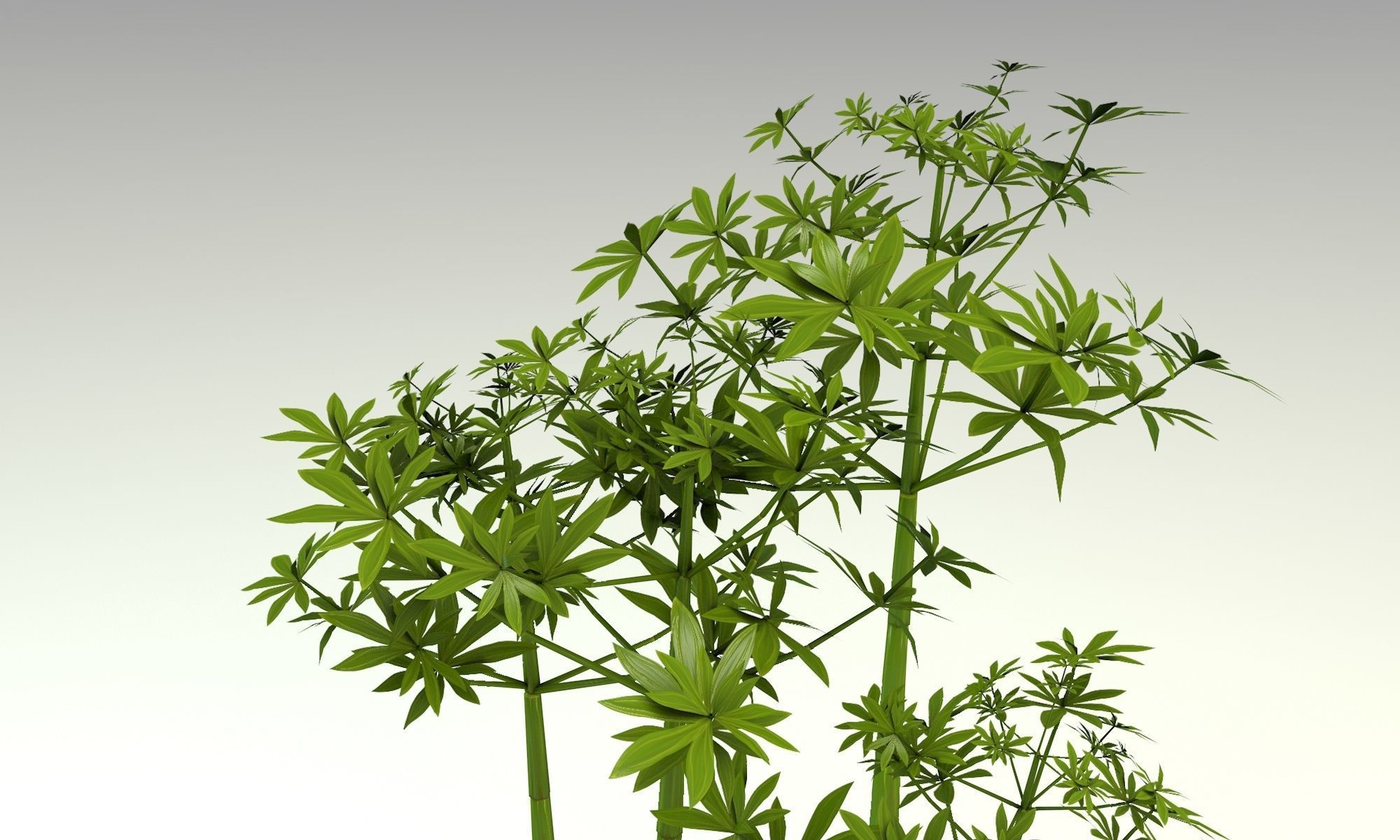 Low poly hand painted bamboo grove in cartoon style Low-poly 3D model_4