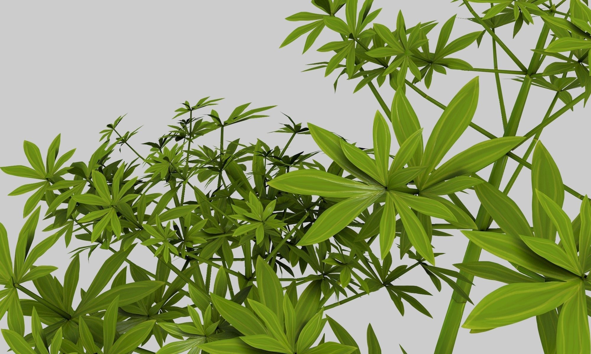 Low poly hand painted bamboo grove in cartoon style Low-poly 3D model_1