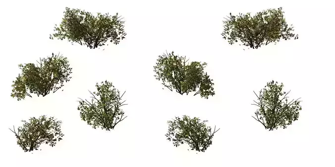 Game Model - prairie scene - Desert Plants 03 01