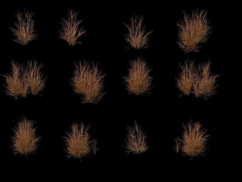 Game Model - prairie scene - Desert Plants 04 01 3D model_1