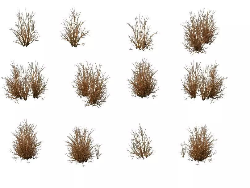 Game Model - prairie scene - Desert Plants 04 01 3D model_0