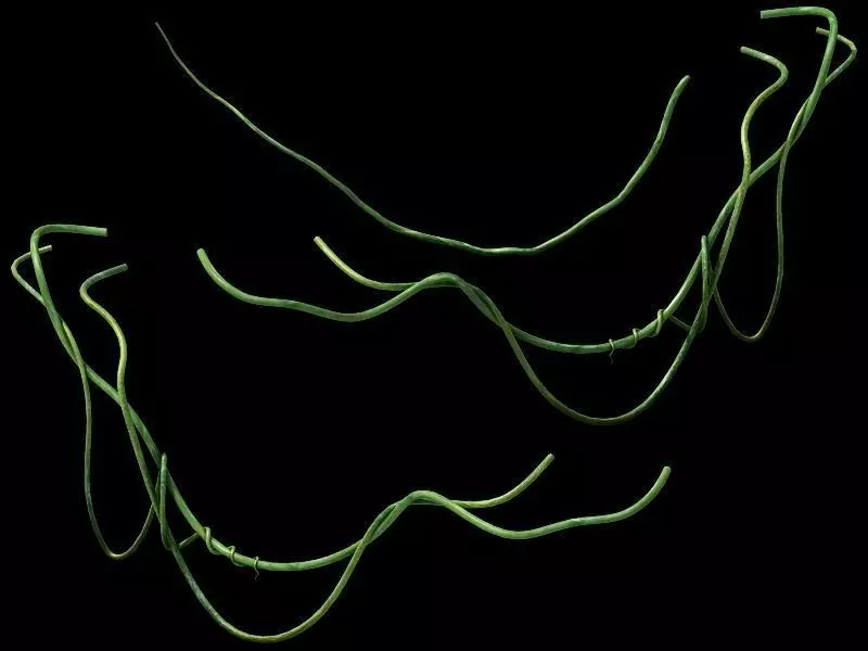 Game Model - prairie scene - ivy 2 01 3D model_0