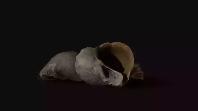 Seashell 8K Photogrammetry -  Game Ready asset Low-poly 3D model