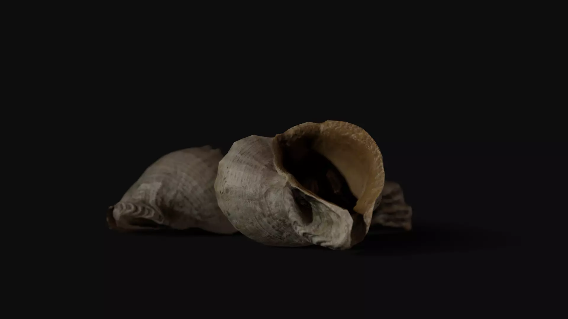 Seashell 8K Photogrammetry -  Game Ready asset Low-poly 3D model_0